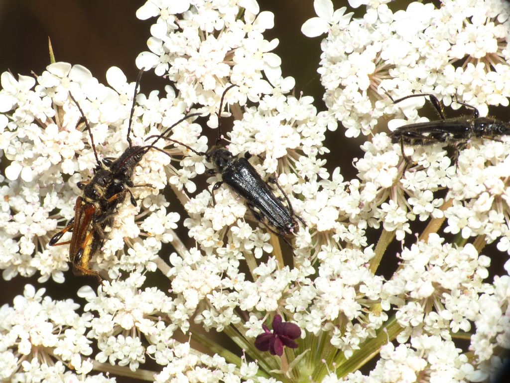Cerambycidae: Stenopterus ater, maschio